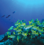Belize: Protecting the Reef