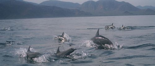Baja California dolphins