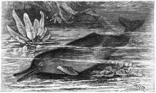 Ganges river dolphin