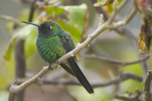 Cuban Emerald Hummingbird