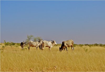 Amrit Mahal Cattle grazing in the Amrit Mahal Amrit Mahal Cattle grazing in the Amrit Mahal