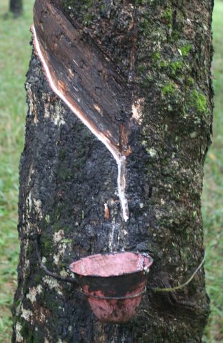 tapping rubber, Liberia